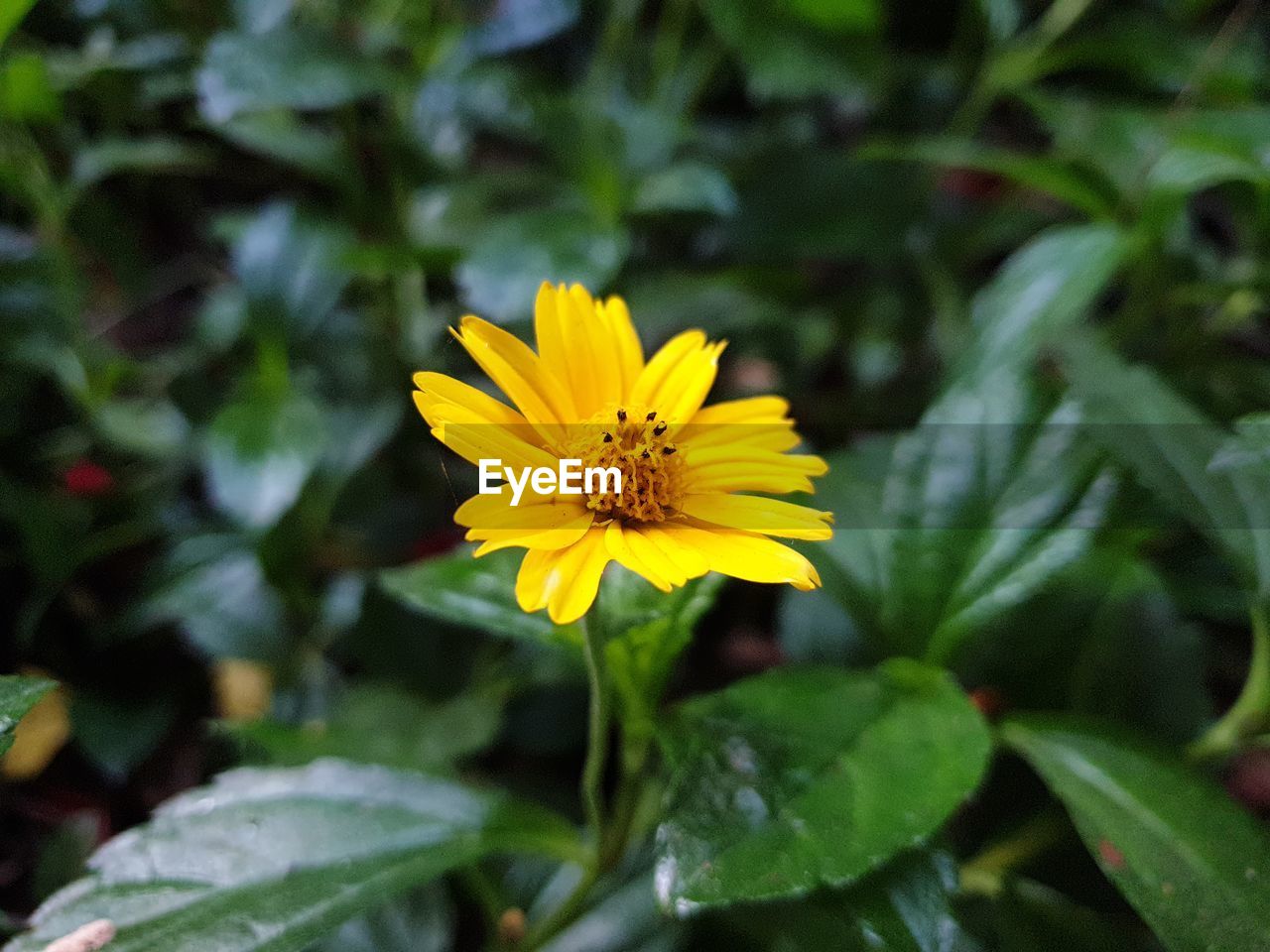 Close-up of yellow flower