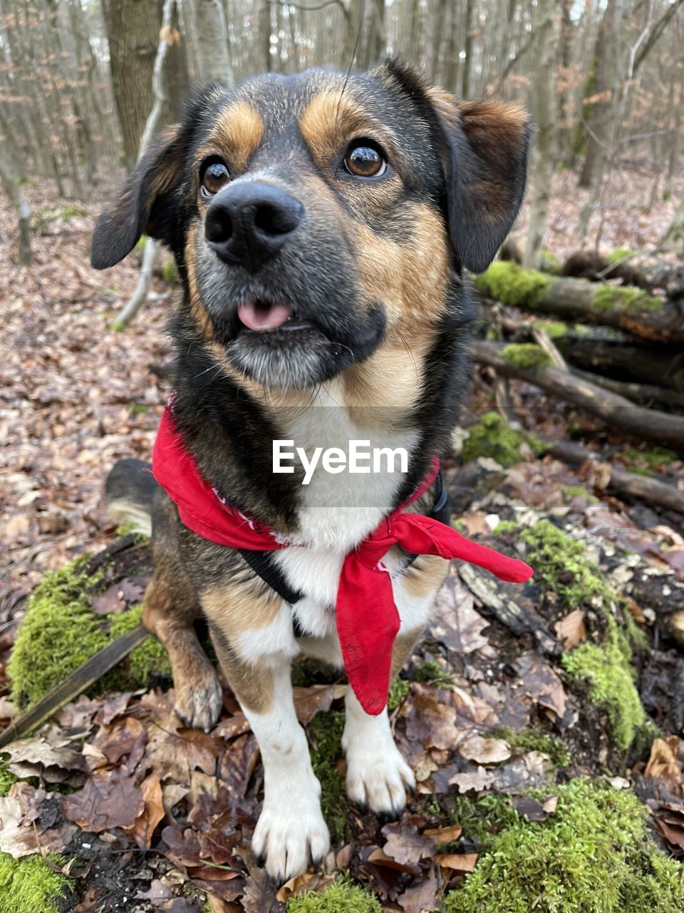 PORTRAIT OF DOG SITTING IN A FIELD