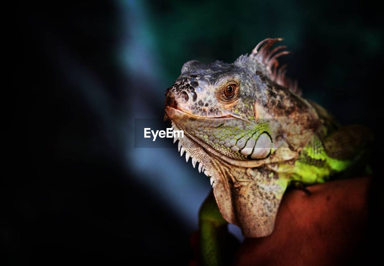 Close-up of lizard