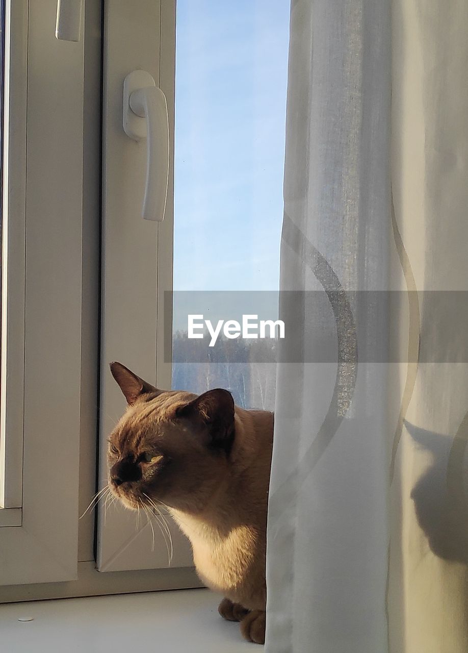 CAT LOOKING THROUGH WINDOW AT HOME