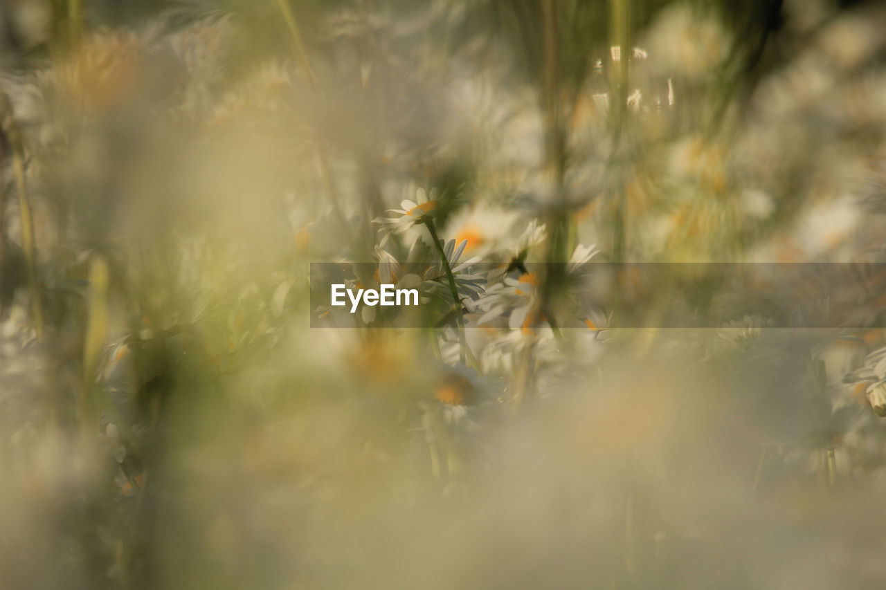 plant, nature, sunlight, grass, selective focus, autumn, growth, beauty in nature, macro photography, close-up, leaf, no people, branch, land, flower, light, day, field, green, outdoors, tranquility, freshness, flowering plant, morning, fragility, backgrounds, environment, yellow, tree, meadow, plant part, plain