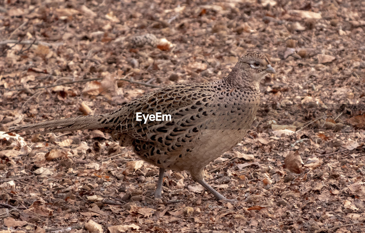 animal themes, animal, animal wildlife, wildlife, one animal, bird, no people, land, nature, field, day, full length, spotted, outdoors, focus on foreground, snipe, lark, sandpiper