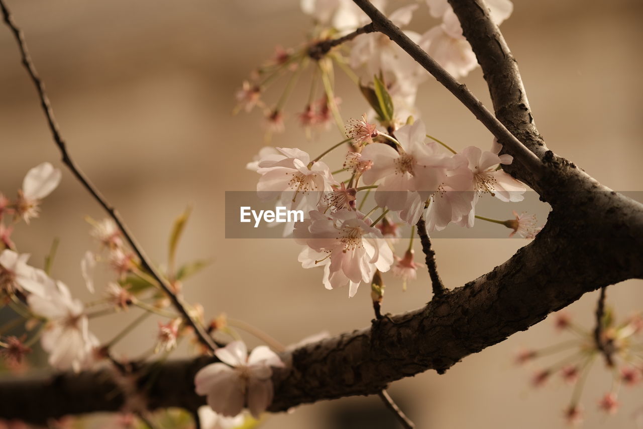 plant, tree, flower, spring, blossom, branch, flowering plant, beauty in nature, fragility, springtime, nature, close-up, growth, twig, freshness, cherry blossom, focus on foreground, no people, macro photography, outdoors, pink, day, fruit, produce, almond tree, leaf, petal, food, flower head, botany, selective focus, inflorescence, fruit tree, food and drink, tranquility, plum blossom