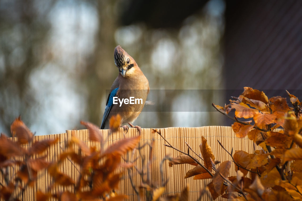 Close-up of bird perching on wood, jaybird