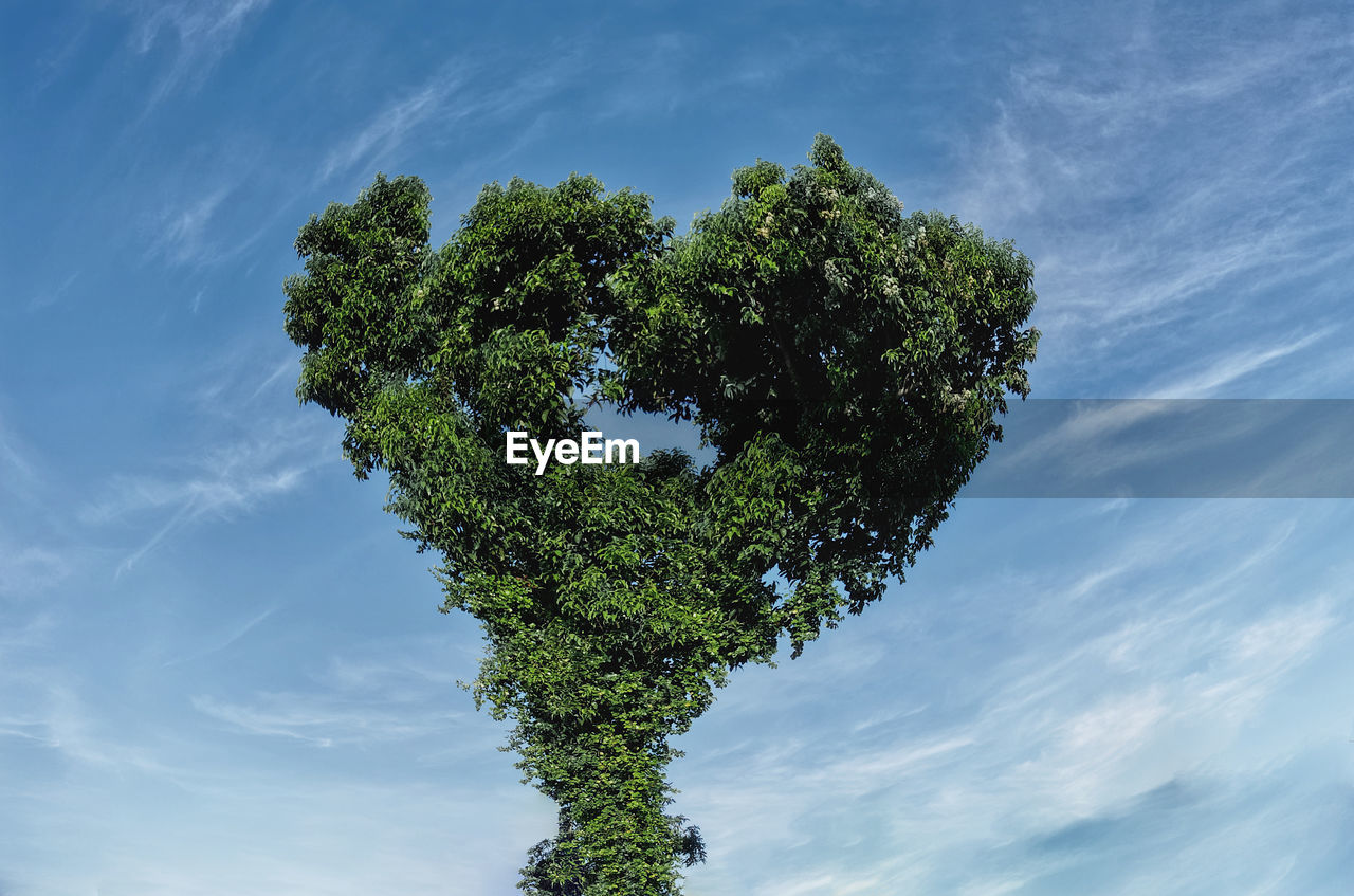 Low angle view of tree with leaves in a heart shape form against sky