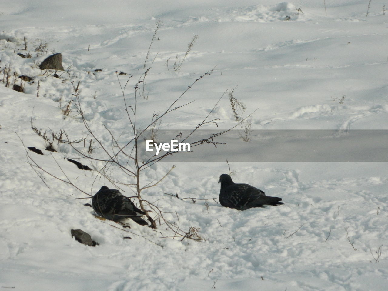 VIEW OF SNOW COVERED FIELD