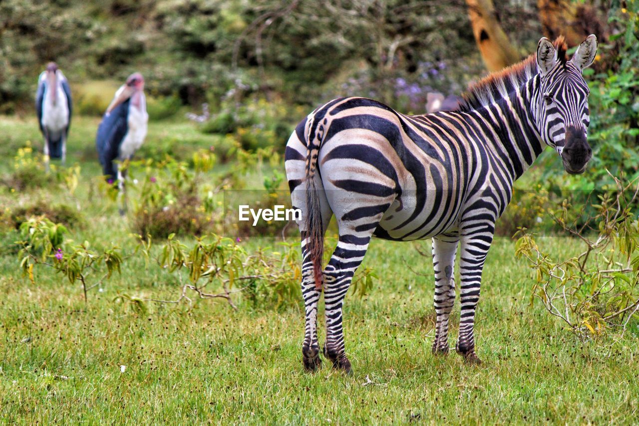 Zebra standing on grassy field