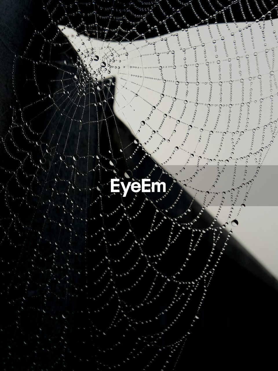 Close-up of water drops on cobweb