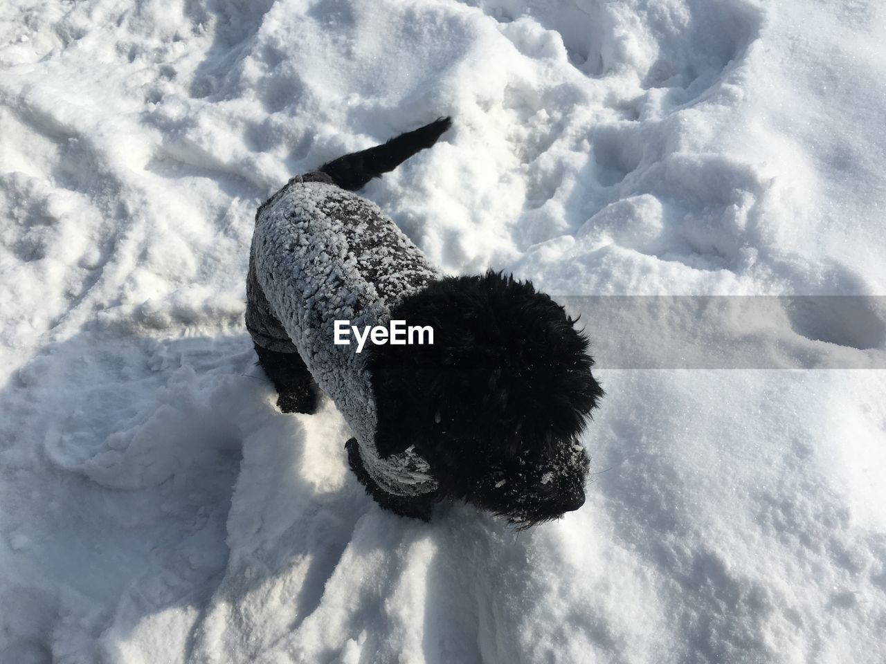 CLOSE-UP OF SNOW ON FIELD DURING WINTER