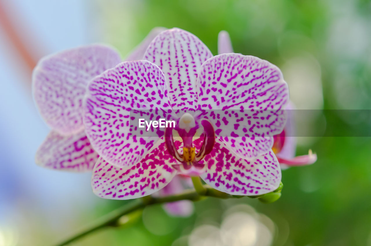 Close-up of pink orchid flower