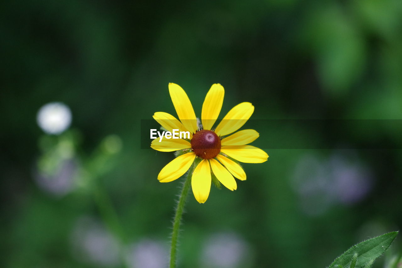 Close-up of yellow flower