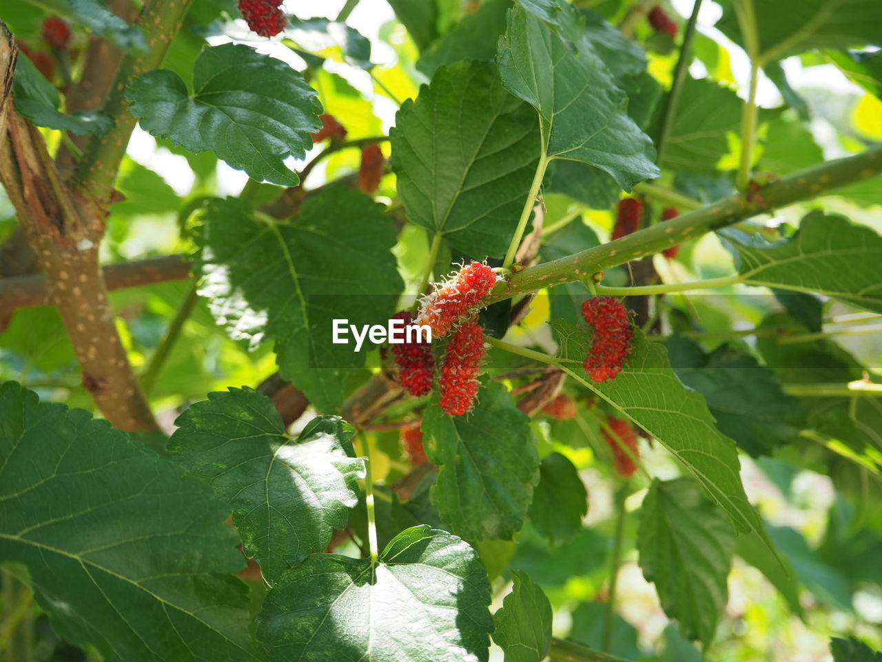 CLOSE-UP OF CHERRIES ON TREE