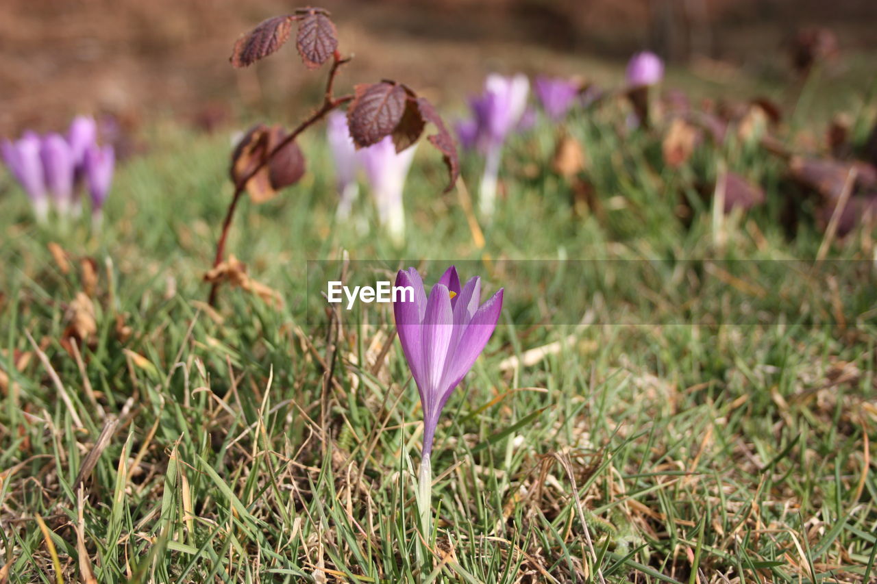 Close-up of purple crocus flowers on field