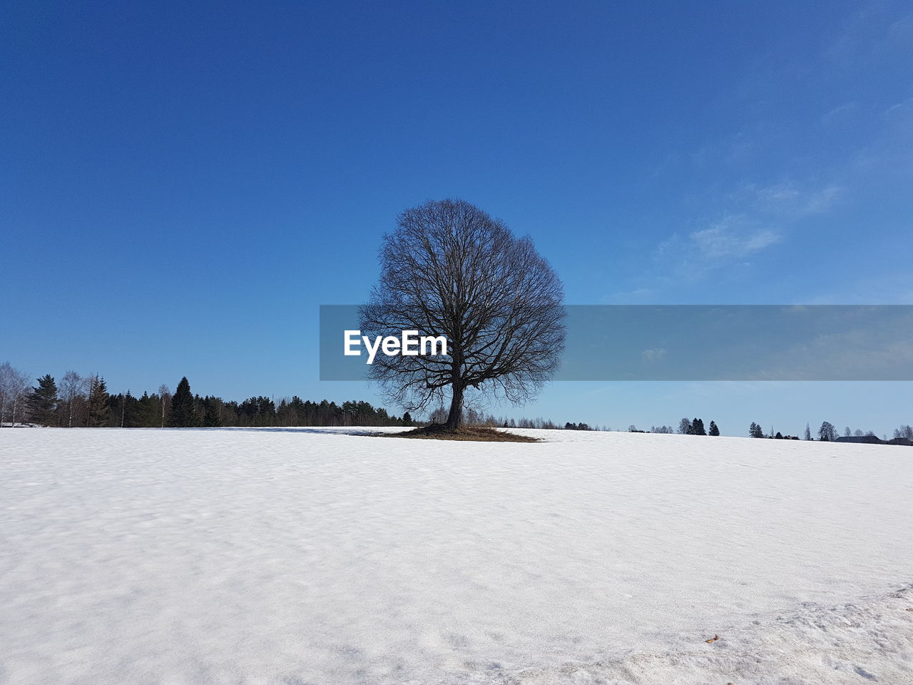 BARE TREES ON SNOWCAPPED FIELD AGAINST SKY