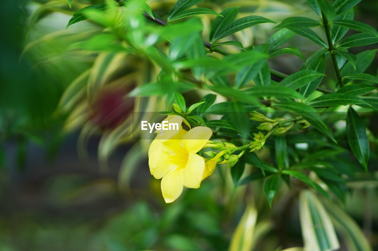 CLOSE-UP OF FLOWERING PLANT