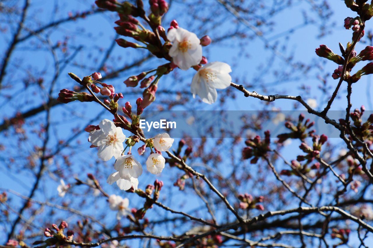 Low angle view of cherry blossoms in spring