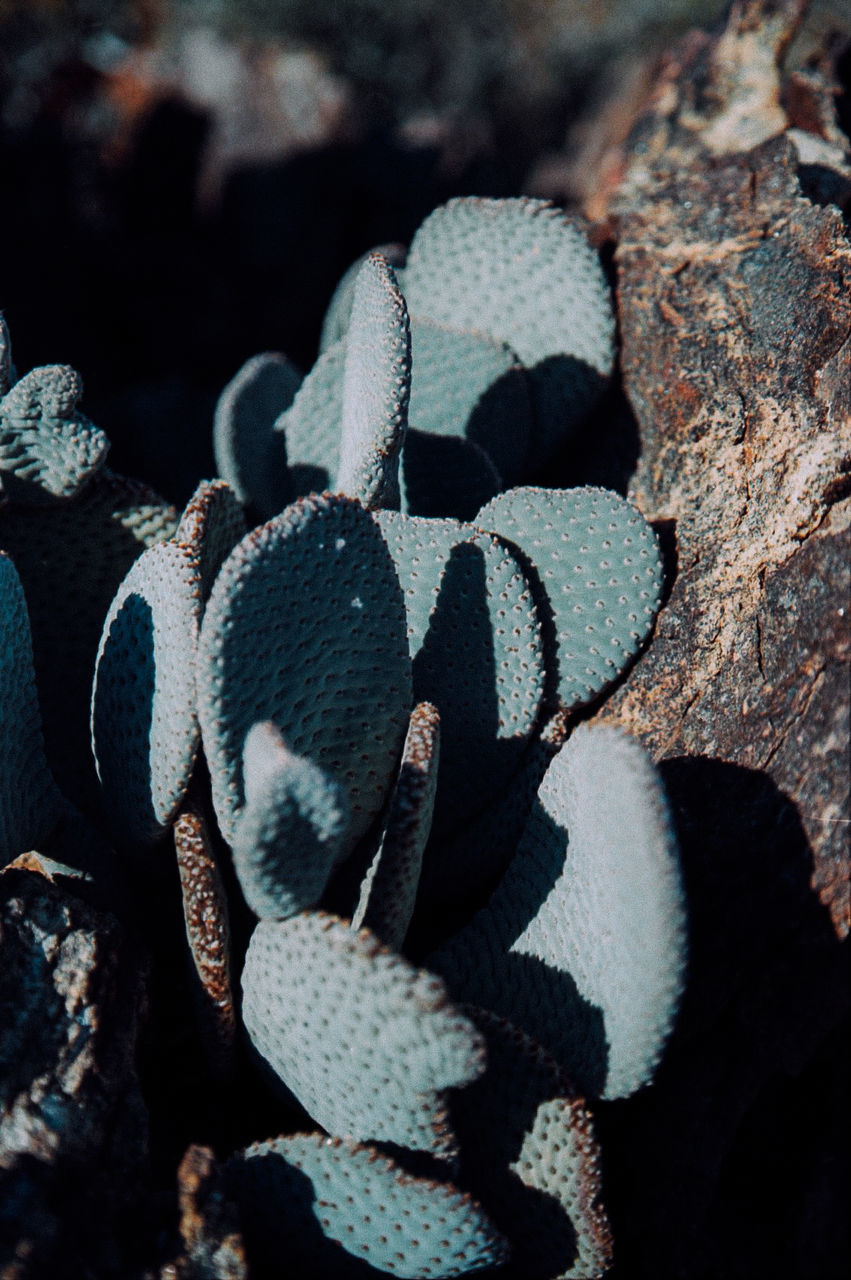 High angle view of cactus growing by rock