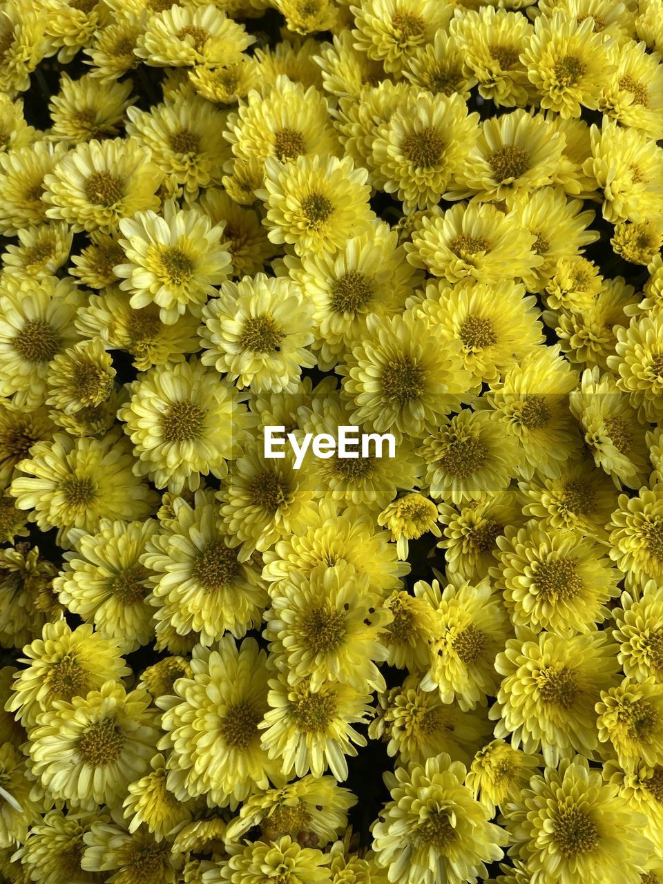 yellow, flower, flowering plant, chrysanths, plant, beauty in nature, full frame, freshness, fragility, backgrounds, growth, flower head, no people, inflorescence, close-up, nature, petal, abundance, day, outdoors, high angle view