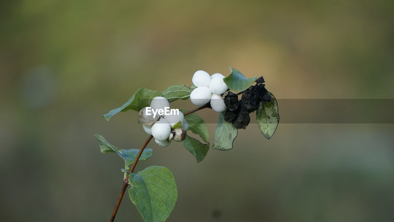 CLOSE-UP OF WHITE PLANT