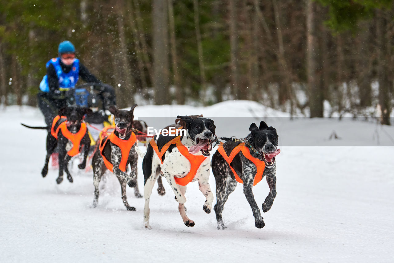 VIEW OF A DOG ON SNOW