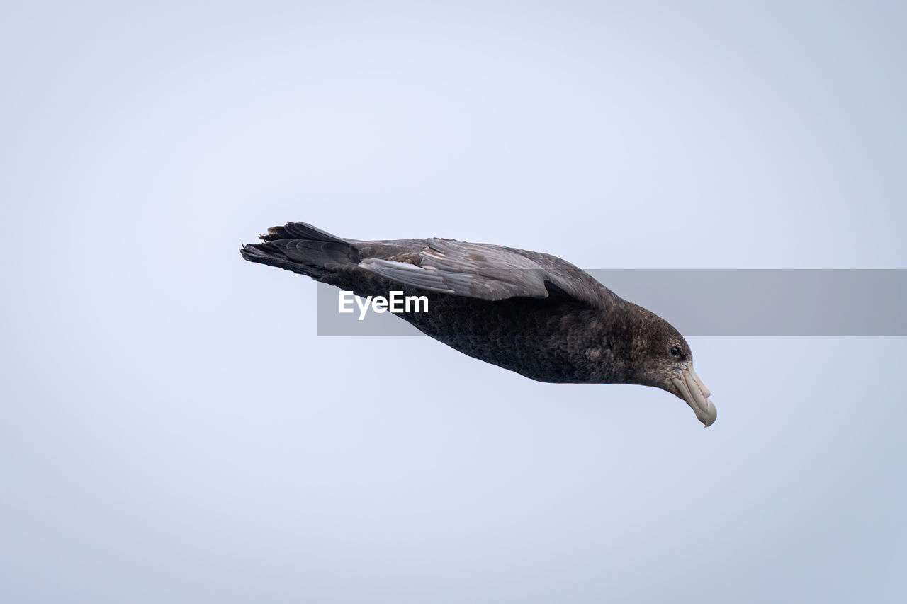 Southern giant petrel dives through blue sky