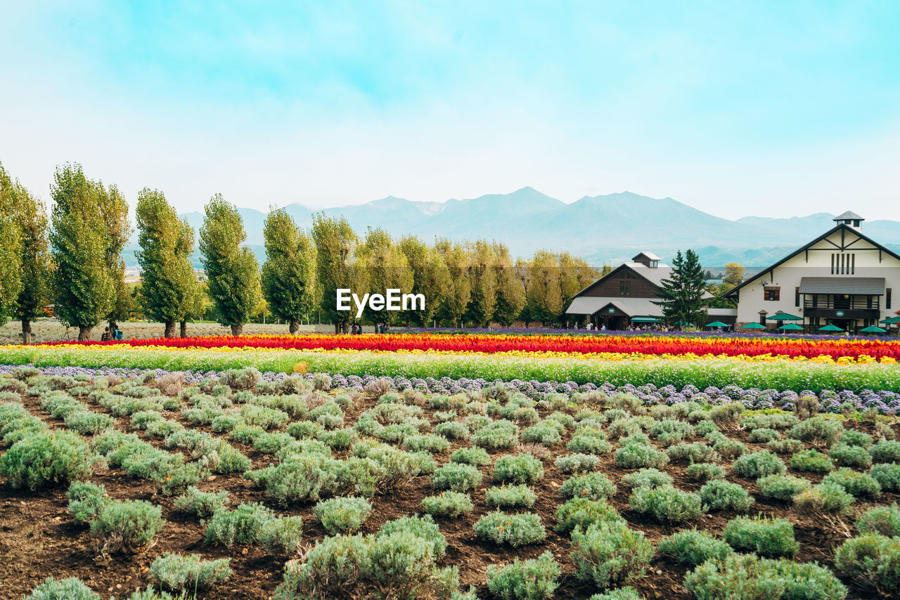 SCENIC VIEW OF FLOWERING PLANTS BY HOUSES