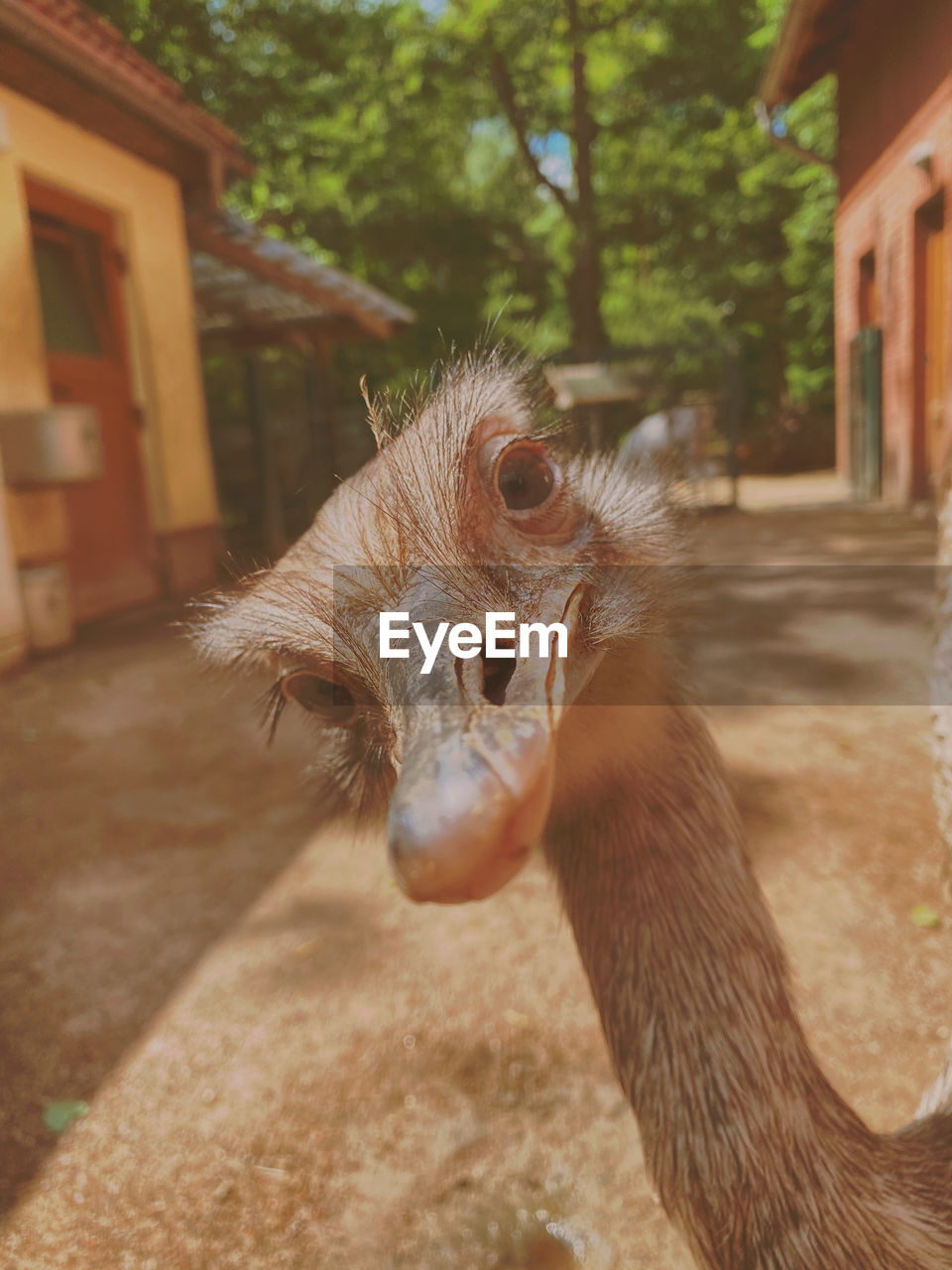 Close-up of a bird