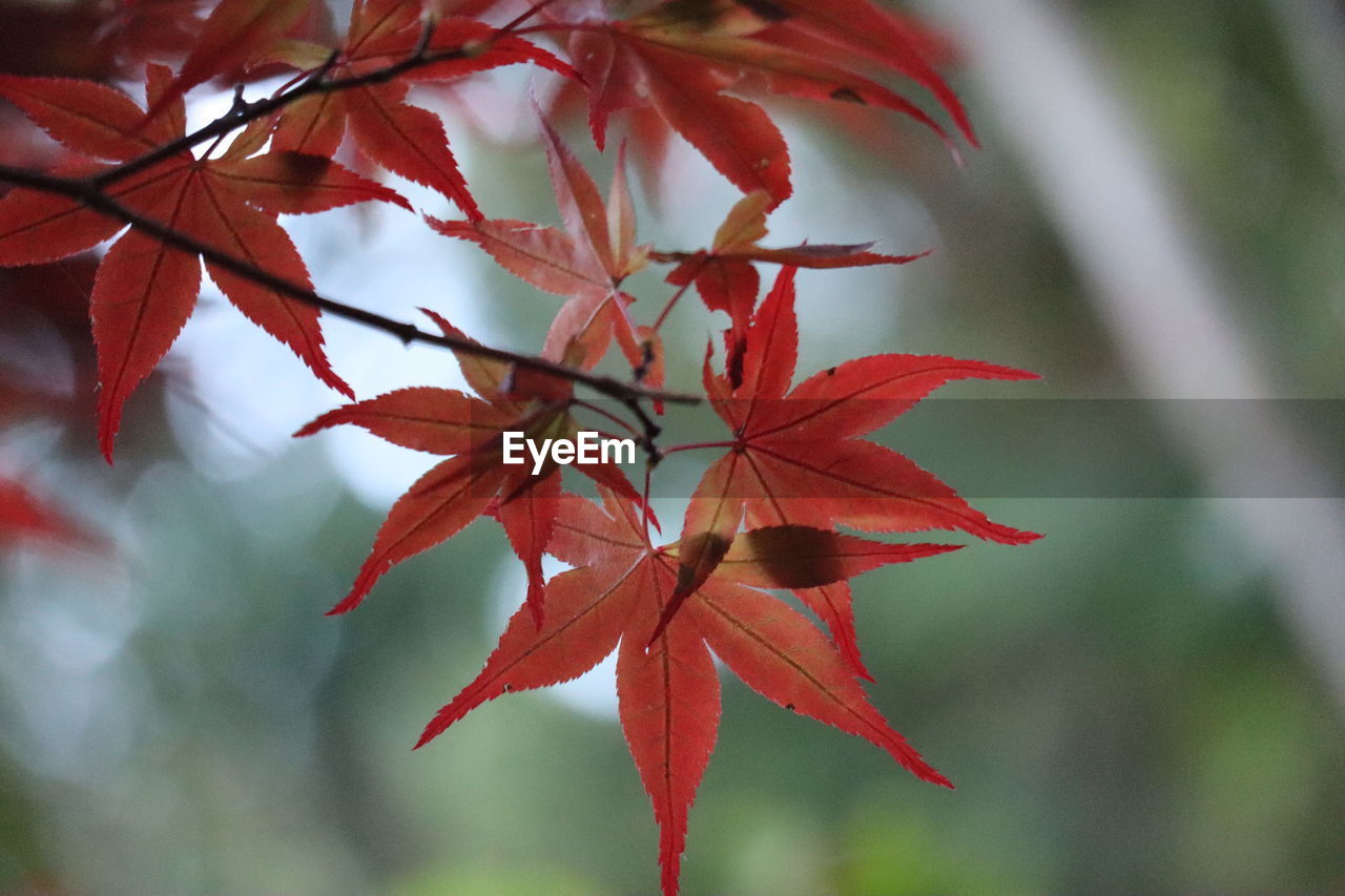 Close-up of maple leaves