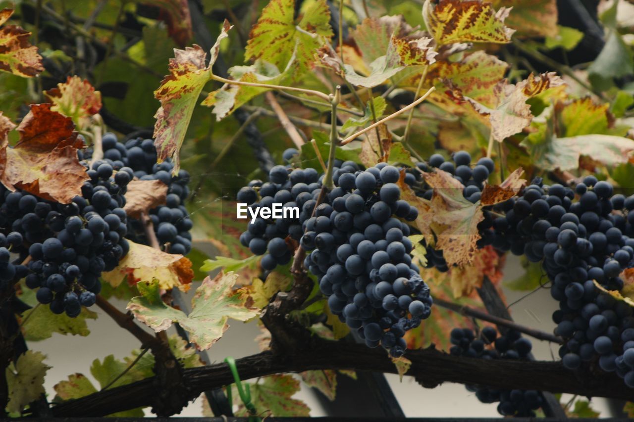 food and drink, food, fruit, healthy eating, grape, agriculture, vineyard, plant, crop, freshness, growth, vine, winemaking, nature, bunch, leaf, plant part, red grape, produce, rural scene, wellbeing, landscape, farm, ripe, no people, wine, abundance, tree, cultivated, field, alcohol, drink, day, berry, juicy, outdoors, autumn, refreshment, land, shrub, beauty in nature, black, hanging, organic, winery, close-up, grapefruit