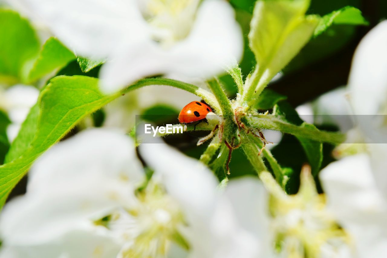 Ladybug on flower plant