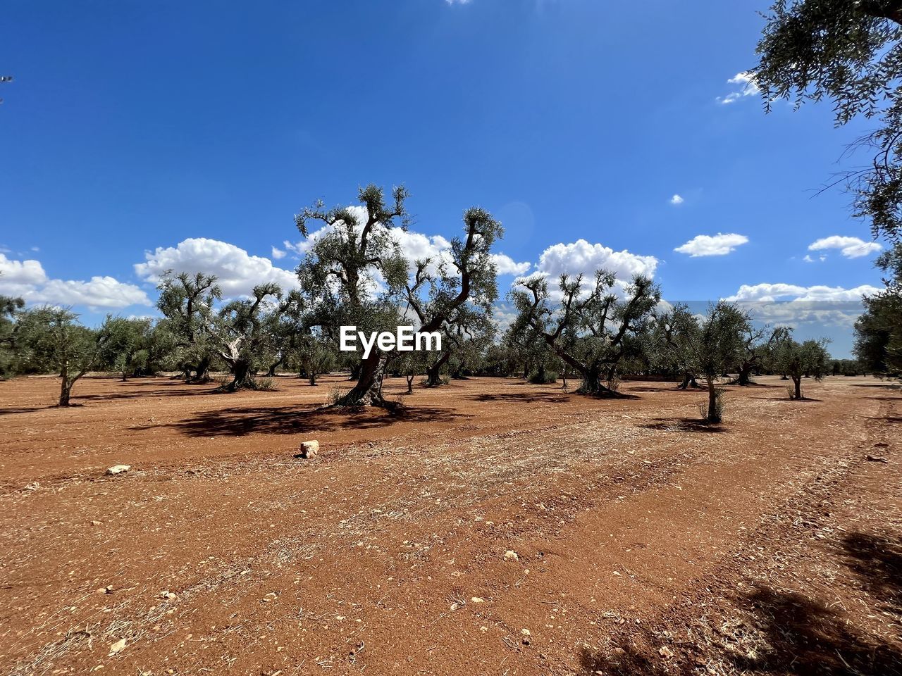 tree, sky, plant, soil, landscape, natural environment, environment, nature, cloud, scenics - nature, land, no people, blue, field, desert, beauty in nature, rural area, non-urban scene, outdoors, day, tranquility, arid climate, wilderness, dry, semi-arid, climate, travel destinations, tranquil scene, sunlight, savanna