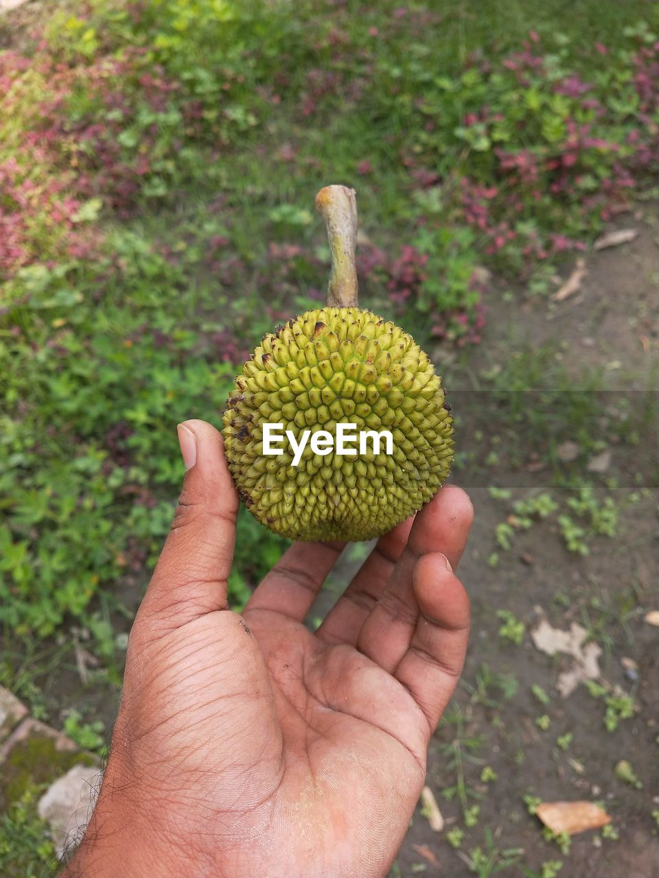 Close-up of hand holding fruit. it's jackfruit