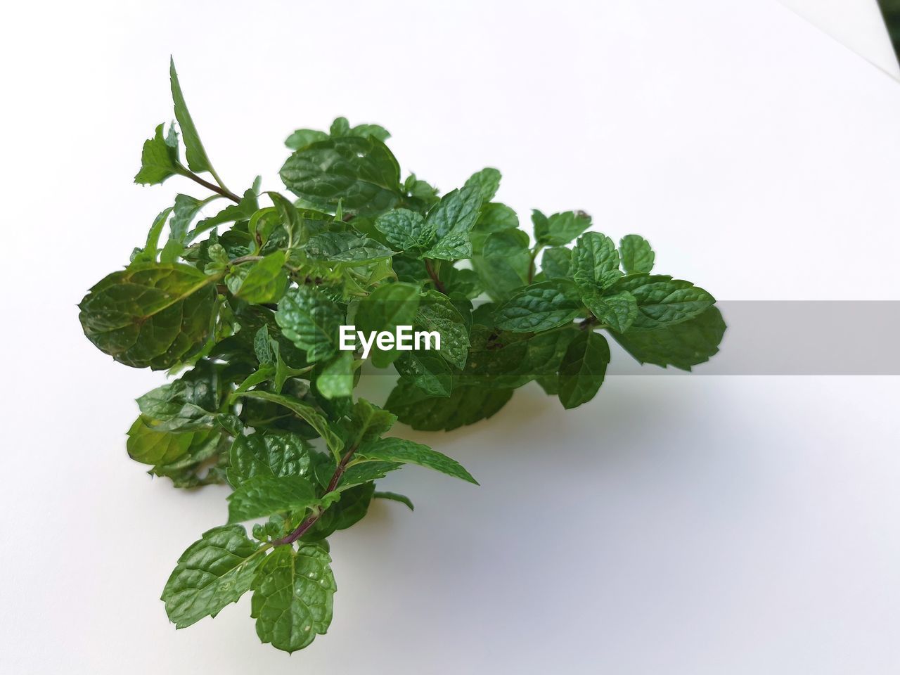 leaf, food and drink, plant part, food, freshness, green, healthy eating, plant, wellbeing, herb, produce, nature, studio shot, vegetable, indoors, no people, mint leaf - culinary, flower, ingredient, parsley, close-up, white background, still life