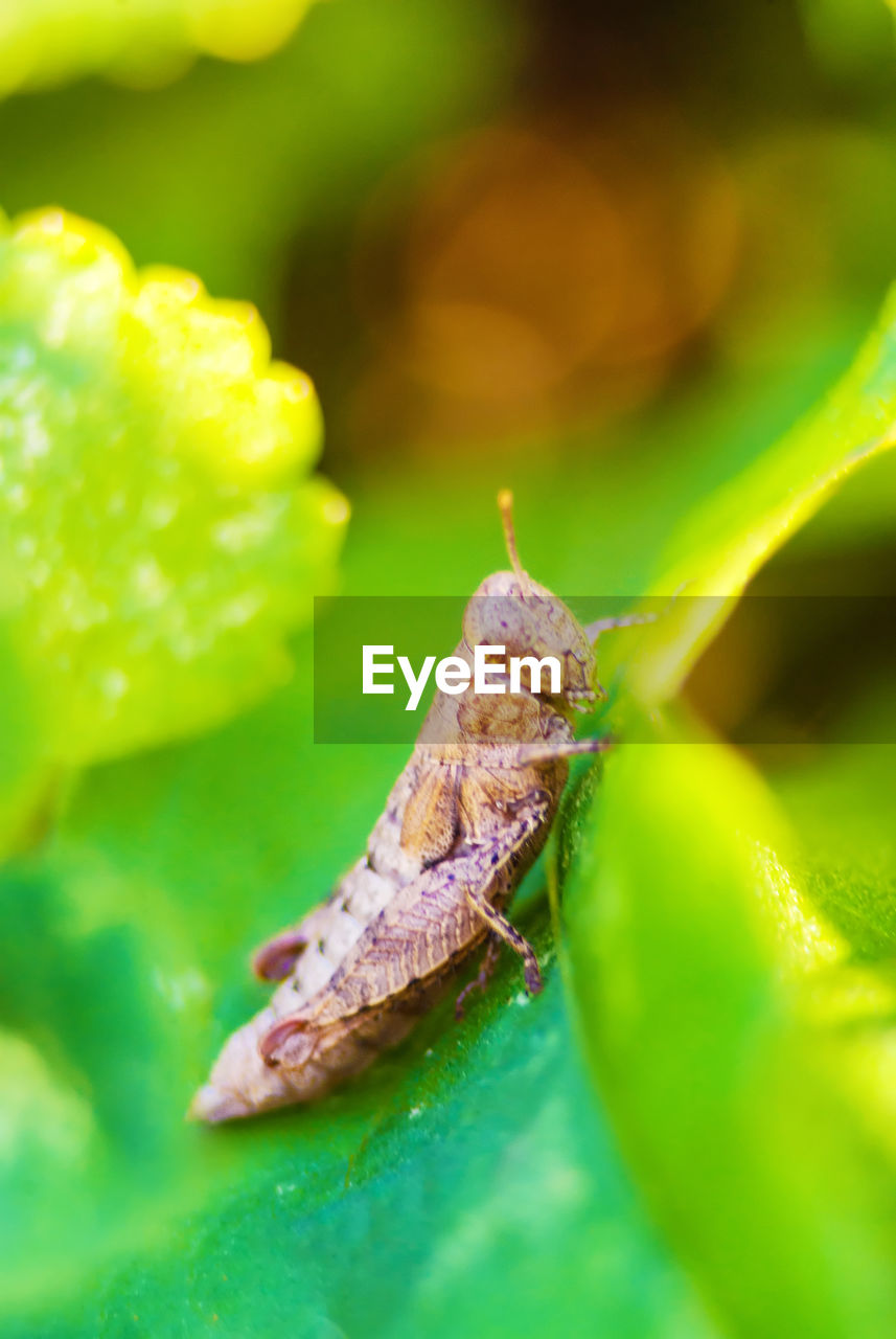 CLOSE-UP OF GRASSHOPPER ON LEAF