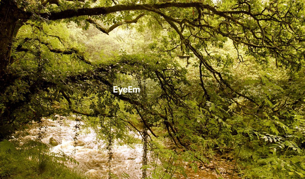 Trees in forest