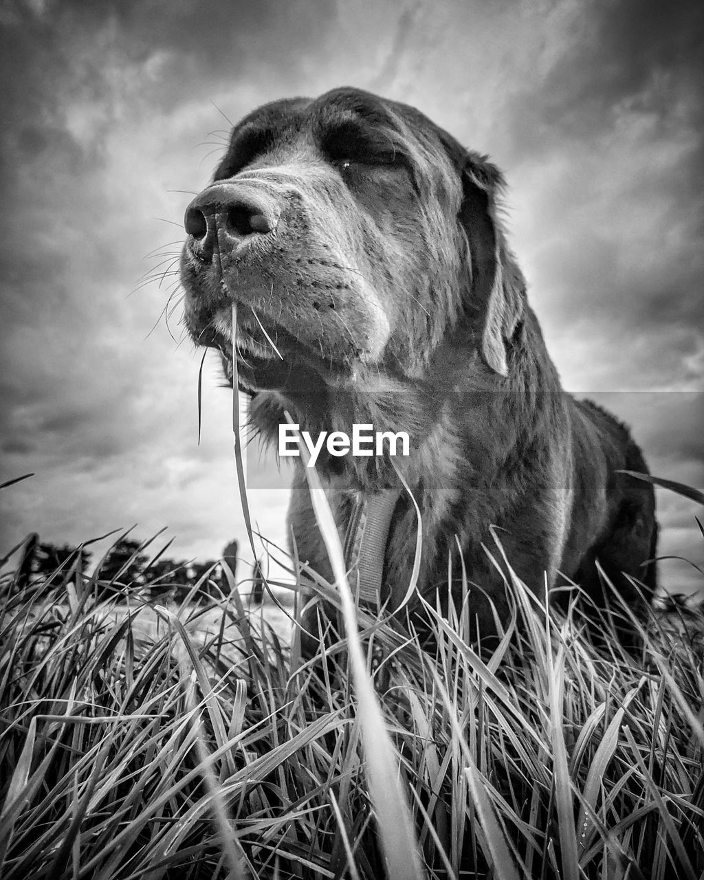 one animal, animal, animal themes, mammal, dog, black and white, domestic animals, pet, canine, monochrome, black, monochrome photography, cloud, sky, nature, grass, carnivore, looking, animal body part, no people, looking away, plant, facial expression, outdoors, day, animal head