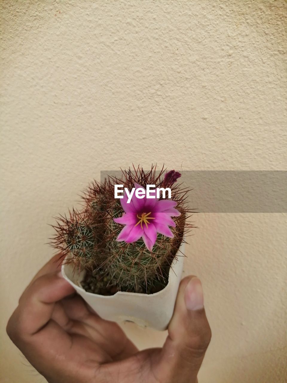 CLOSE-UP OF HAND HOLDING PURPLE FLOWERING PLANT