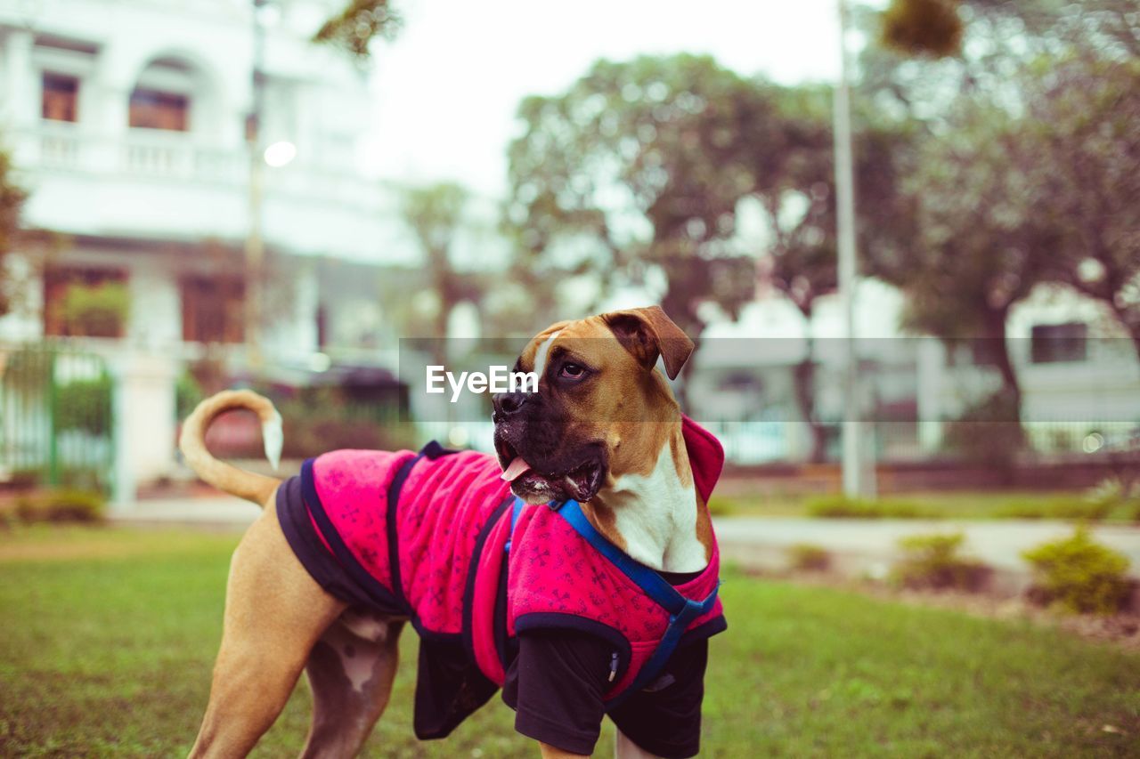 CLOSE-UP OF DOG AGAINST TREES