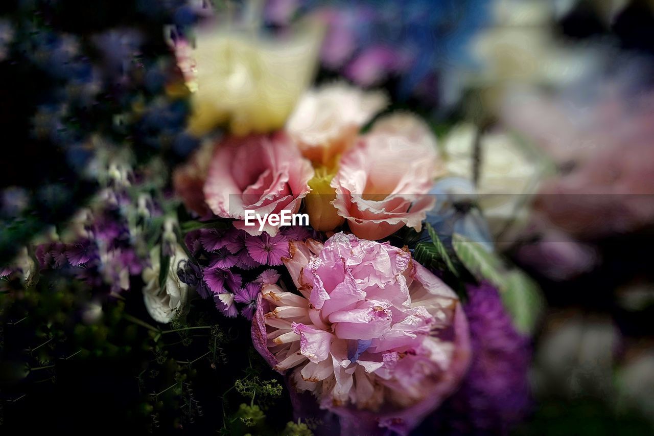 CLOSE-UP OF PURPLE FLOWERS