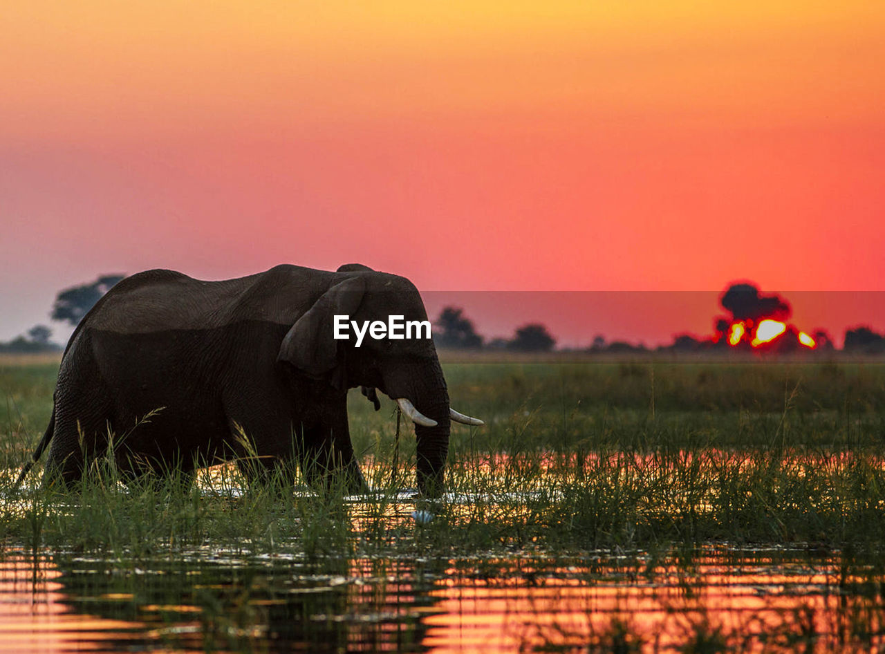 View of elephant drinking water at sunset