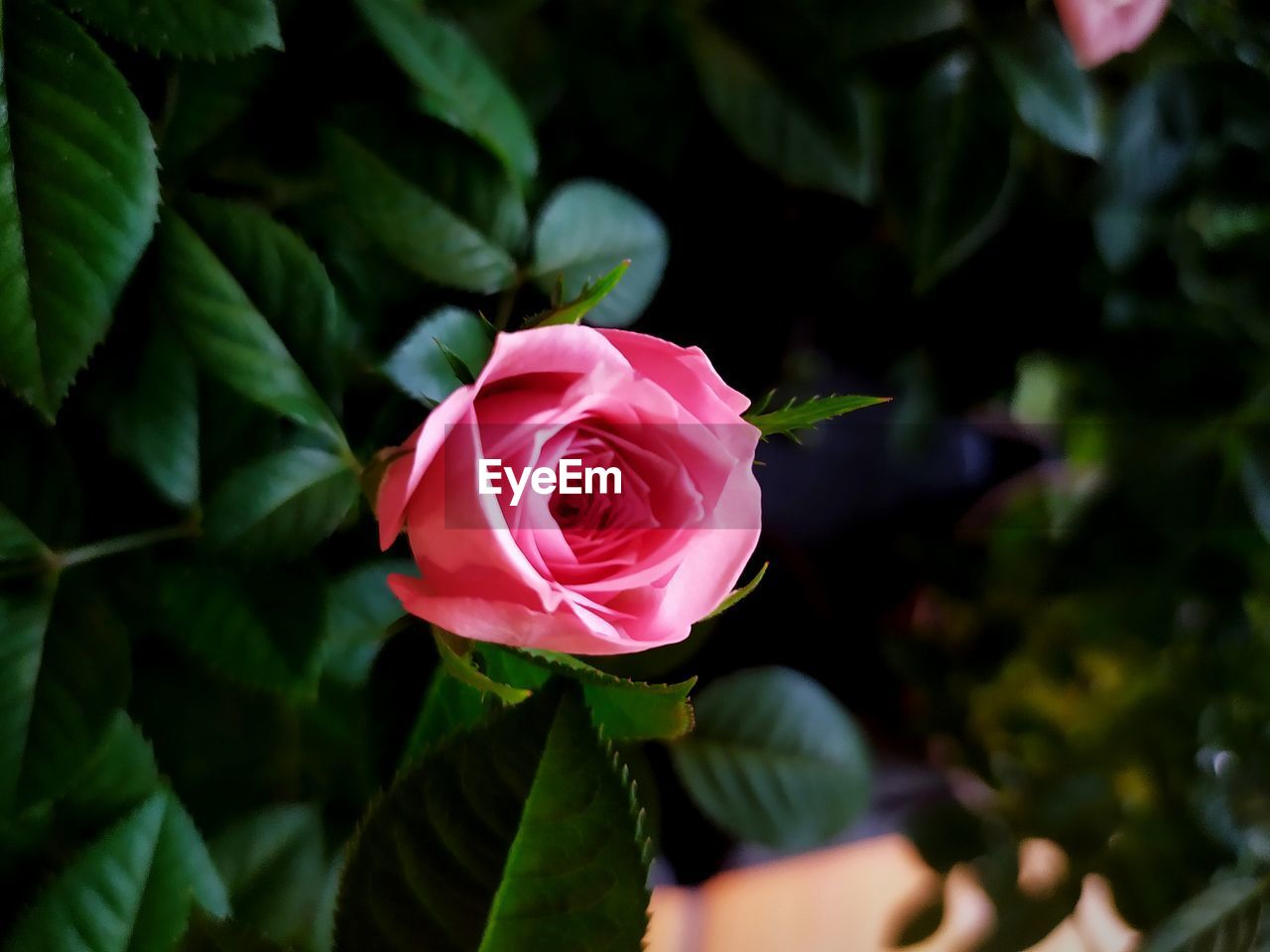 Close-up of pink rose