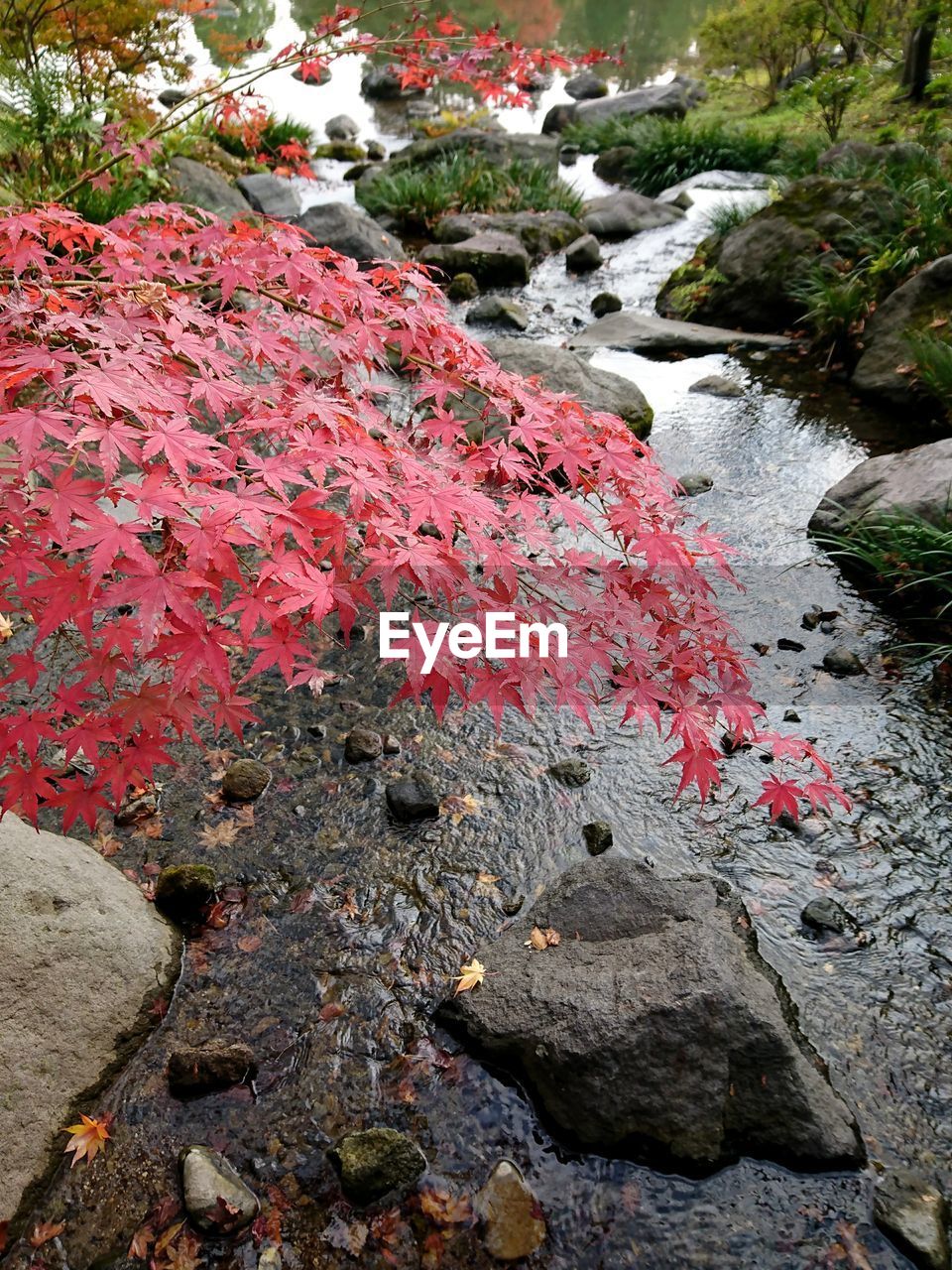 CLOSE-UP OF RED ROCK BY WATER