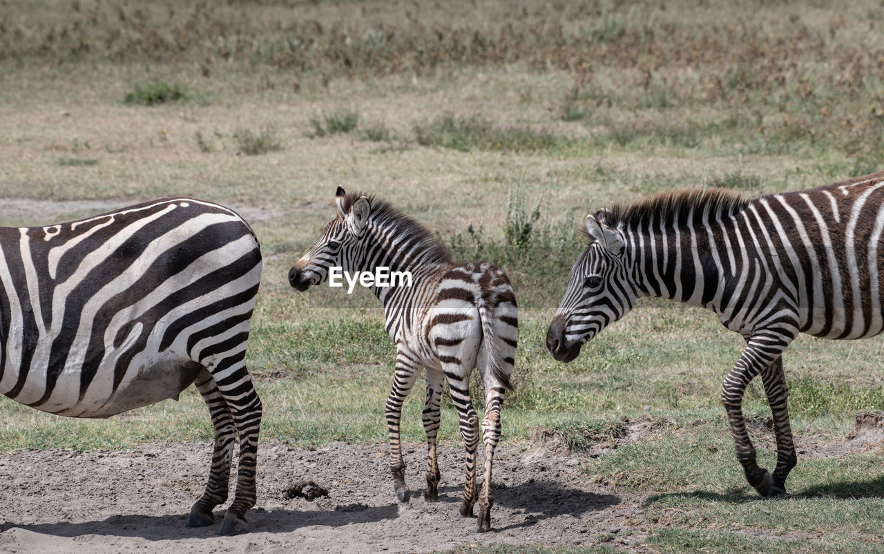 Zebras in the wild