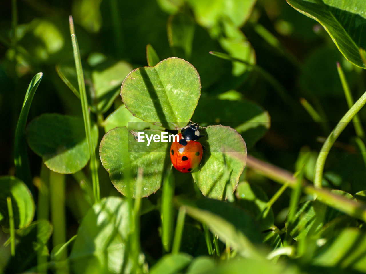 LADYBUG ON LEAF