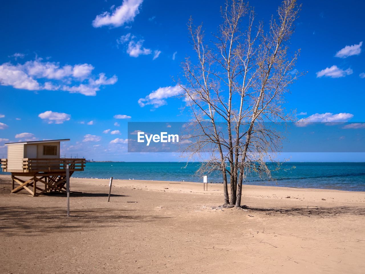 TREES ON BEACH AGAINST BLUE SKY