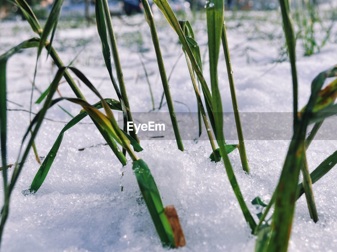 Close-up of grass growing on snow covered field