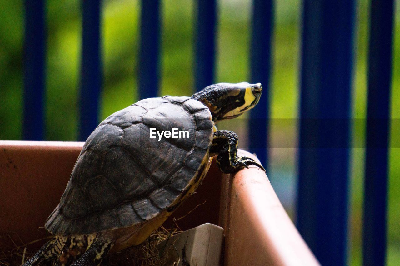 Close-up of a turtle looking outside of its habitat 