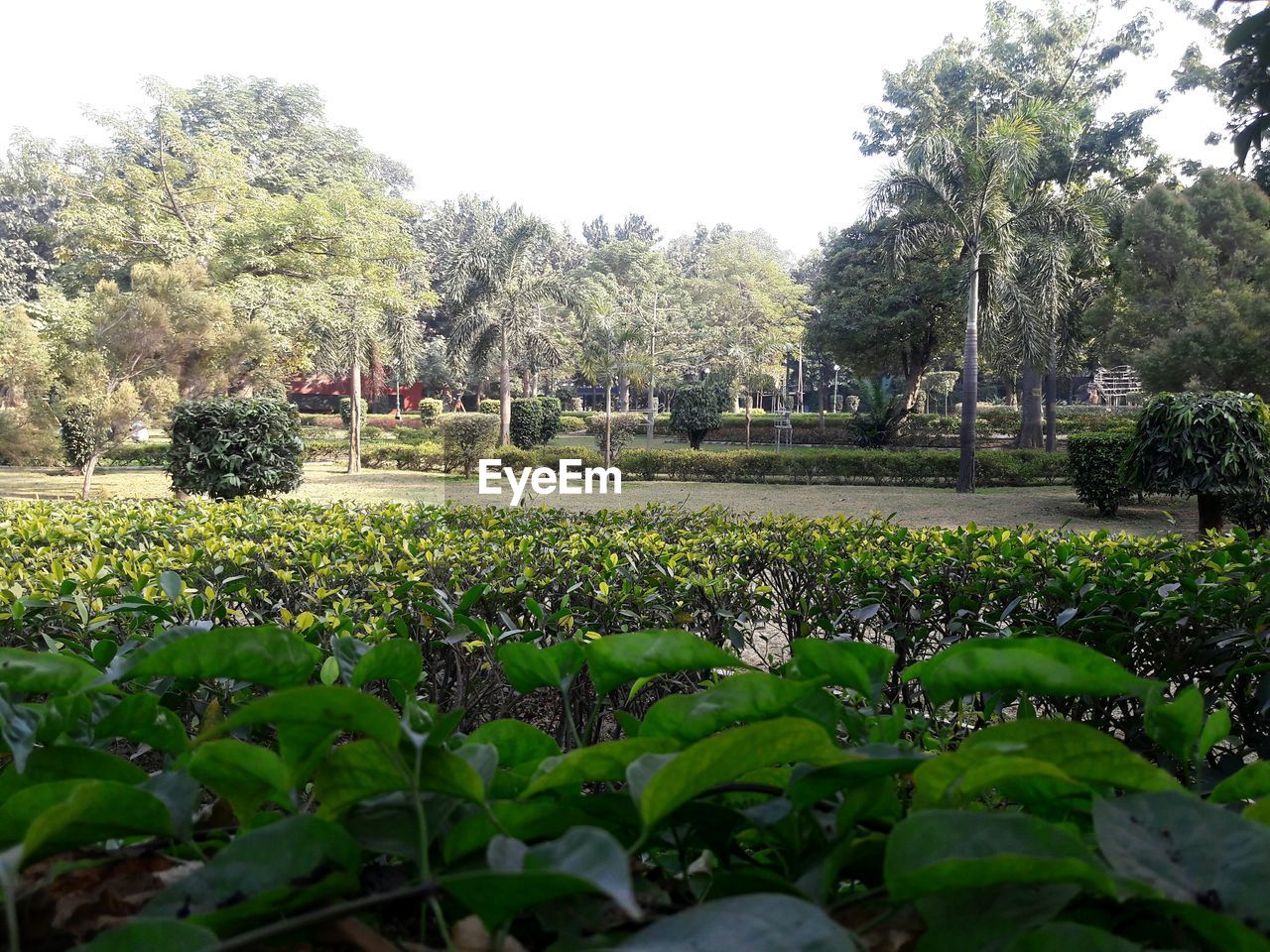 SCENIC VIEW OF FLOWERING PLANTS ON FIELD AGAINST TREES