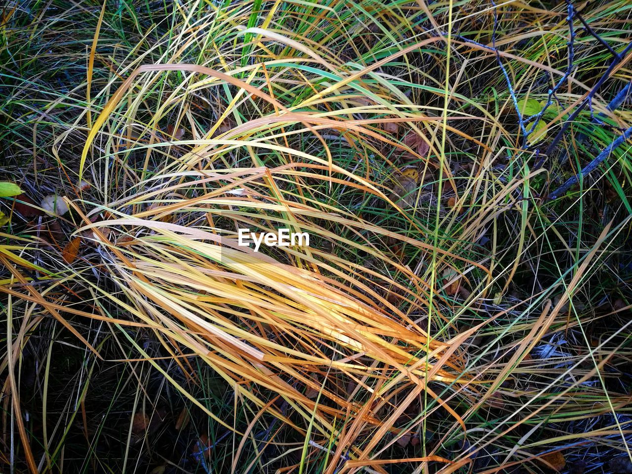 HIGH ANGLE VIEW OF GRASS ON FIELD