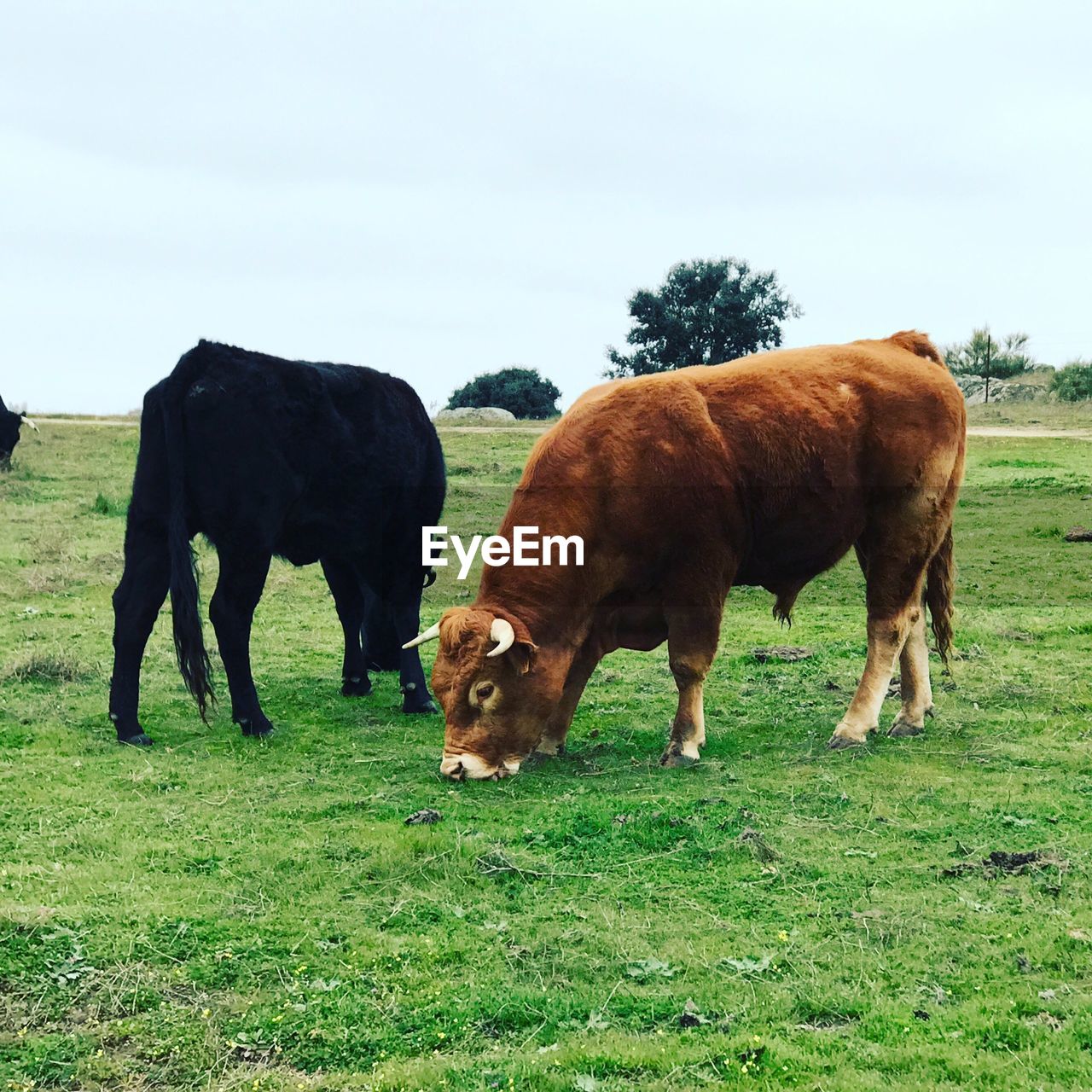 Cows grazing on field